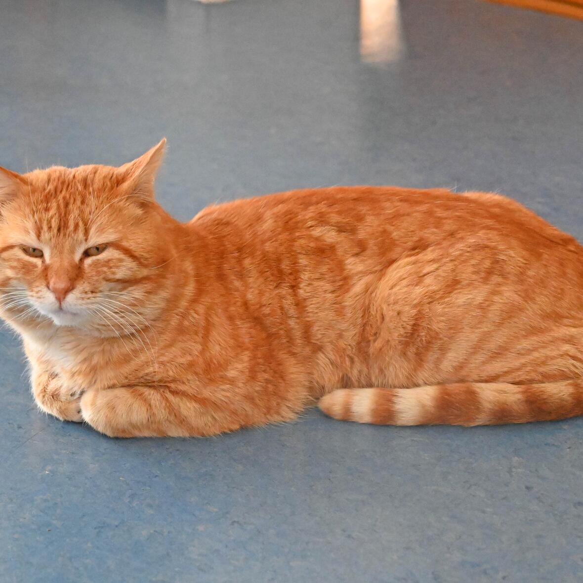 kater-im-pfarrhaus4832209