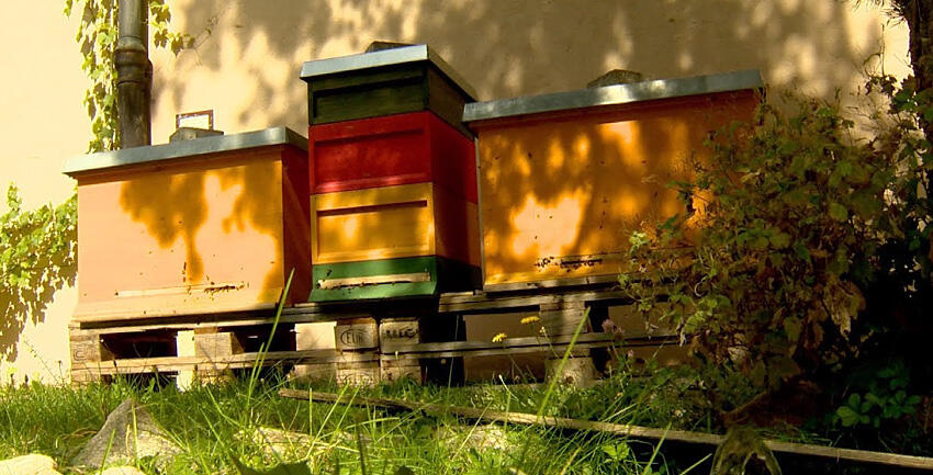 Boxbild Bienen Oberhausen