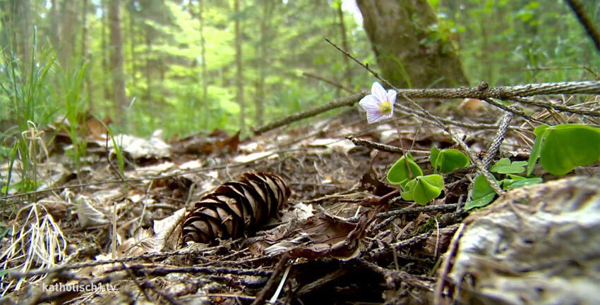 Malteser Klimawald (katholisch1.tv)