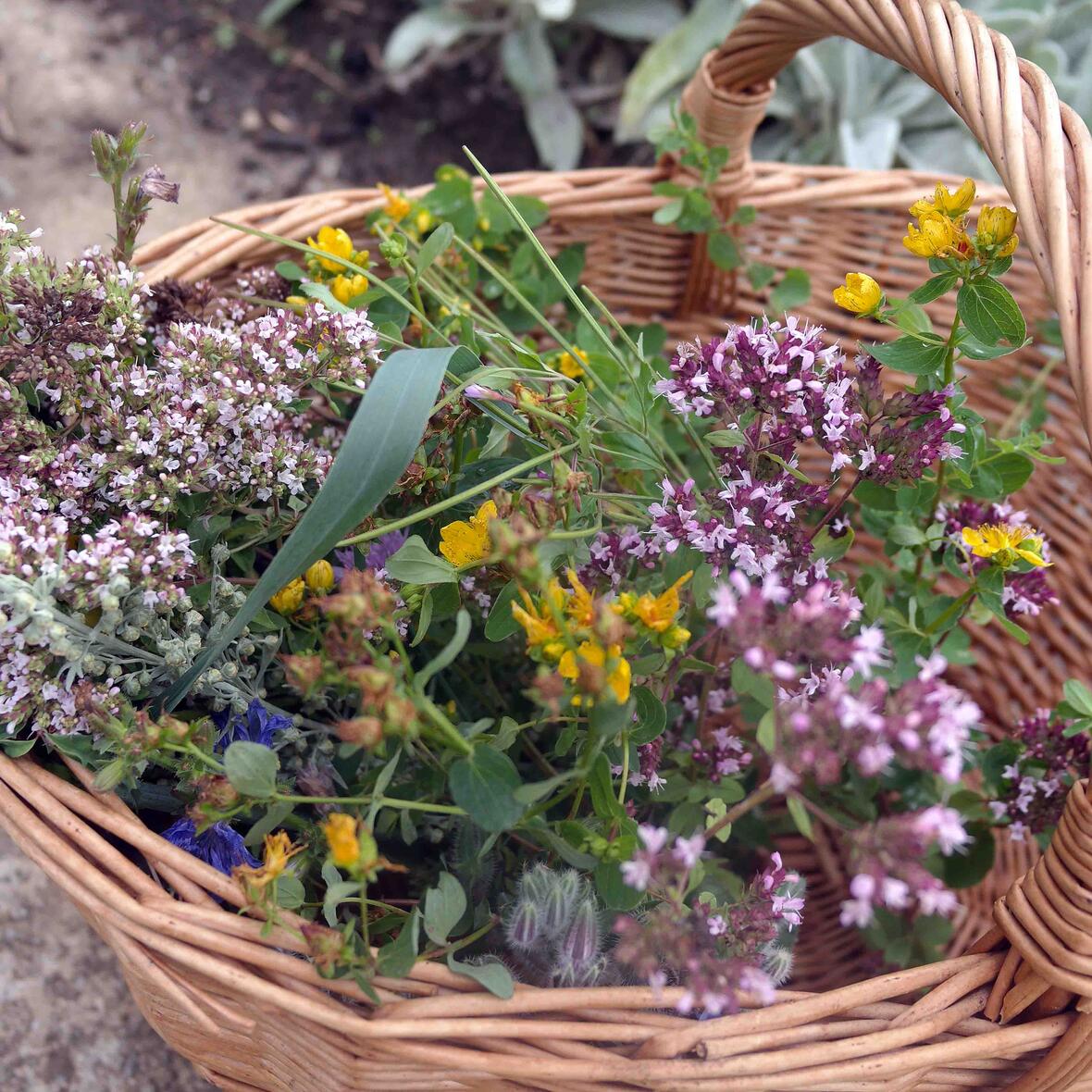 Die Kräuter erinnern an die sieben Sakramente und die sieben Schmerzen Mariens. Foto: Maria Steber (pba)