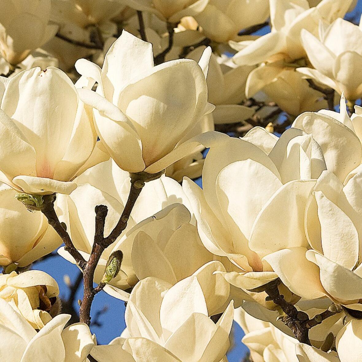 Weiße Magnolienblüten. (Foto: Martha Gahbauer)