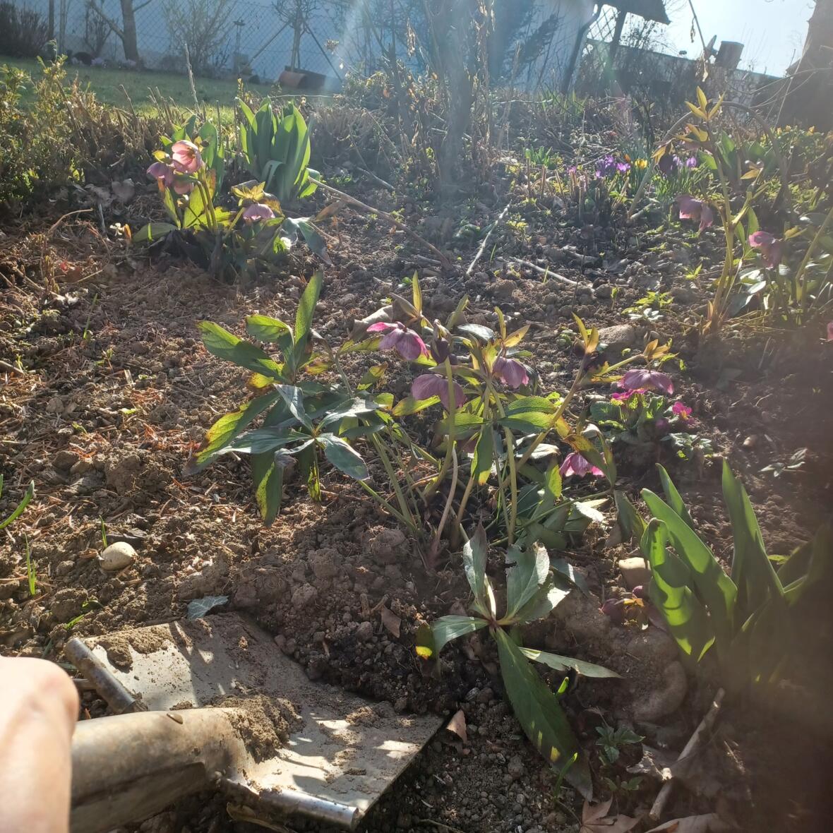 Eine Hand sticht mit dem Spaten in ein Blumenbeet, in dem lila Lenzrosen blühen.