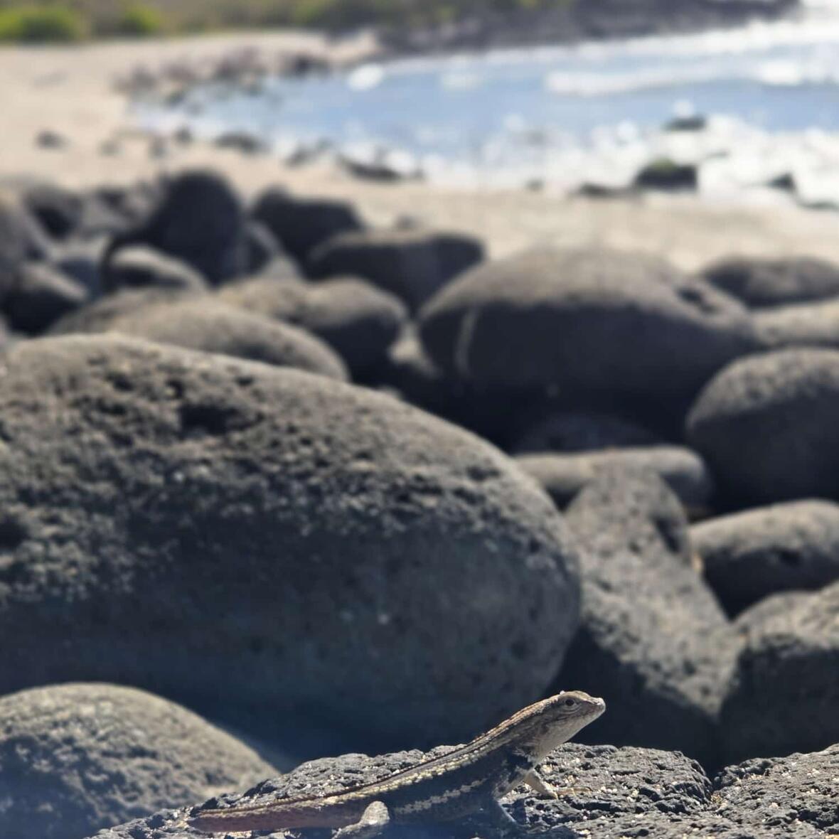 Im Vordergrund ist eine Echse auf dunklen Steinen und im Hintergrund ein Sandstrand zu sehen