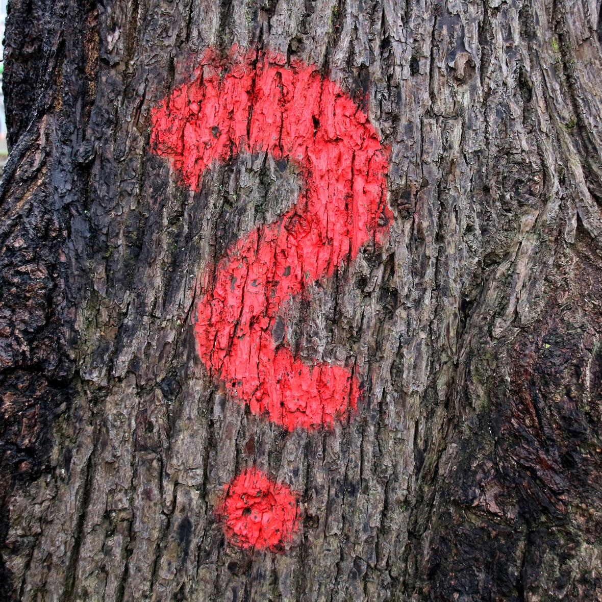 Bild: Peter Weidemann