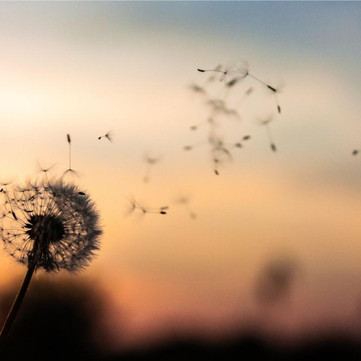 aussaat_pusteblume