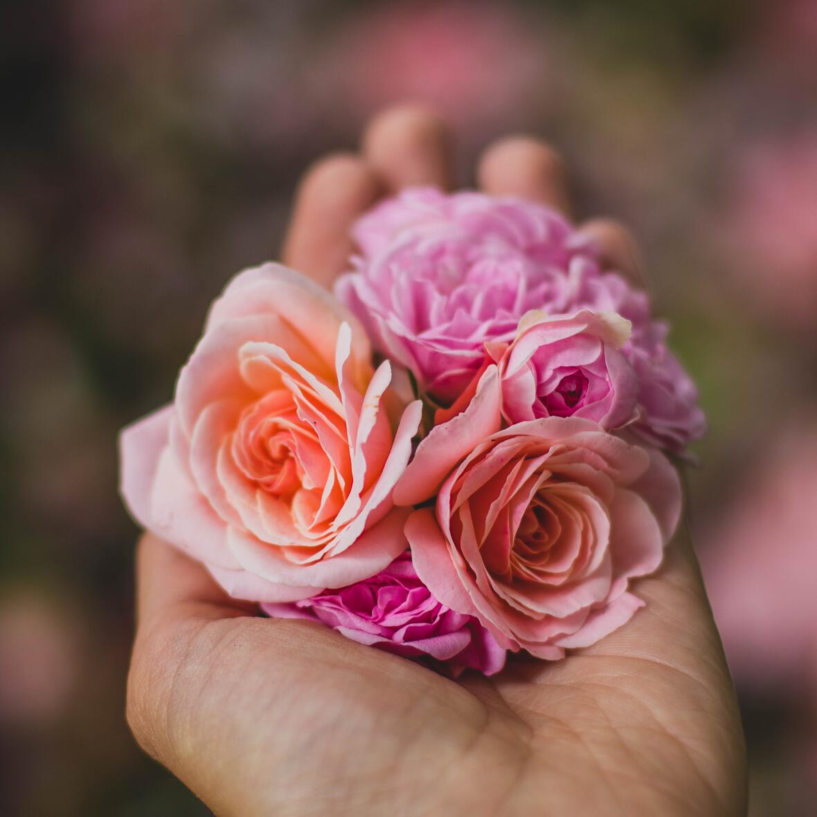 Eine geöffnete Hand hält mehrere Rosen.