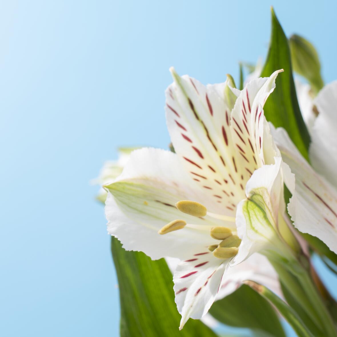 johannes_lilien-voegel_flowers-against-sky-bild-von-freepik-gross