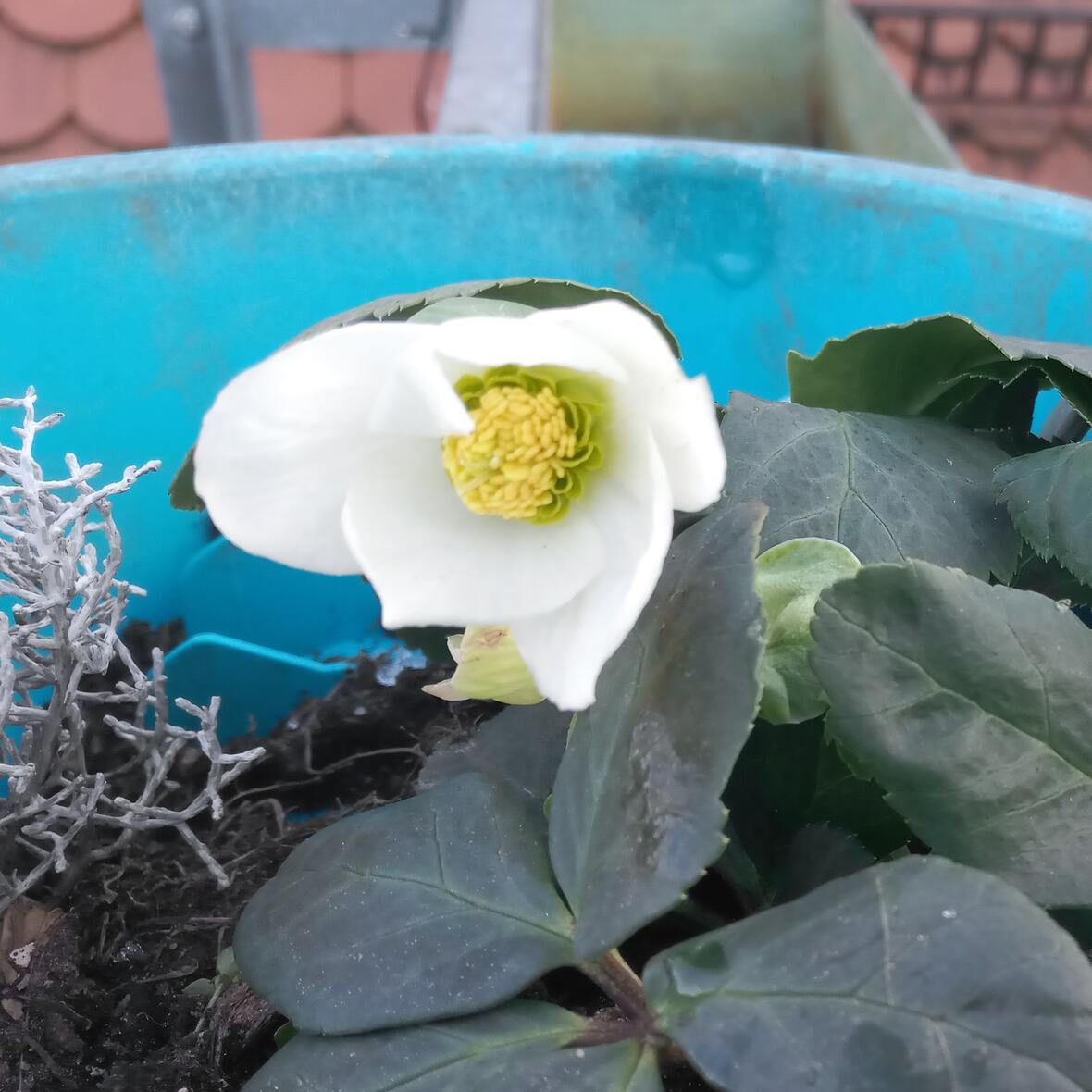 sandra_christrose-2-quadratisch