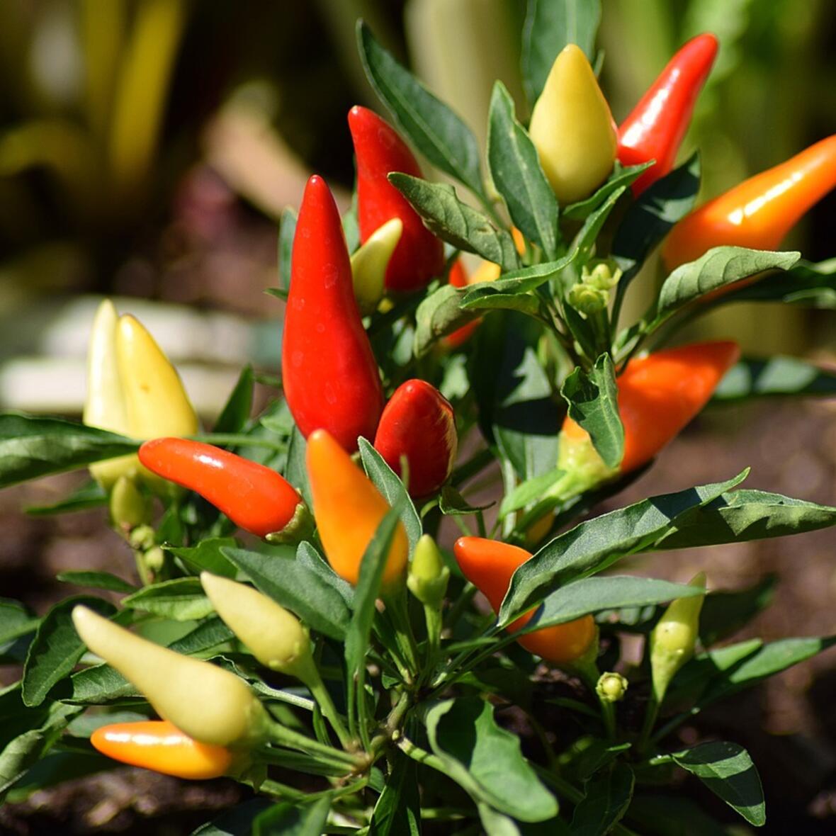 Peperoni angepflanzt in verschiedenen Farben.
