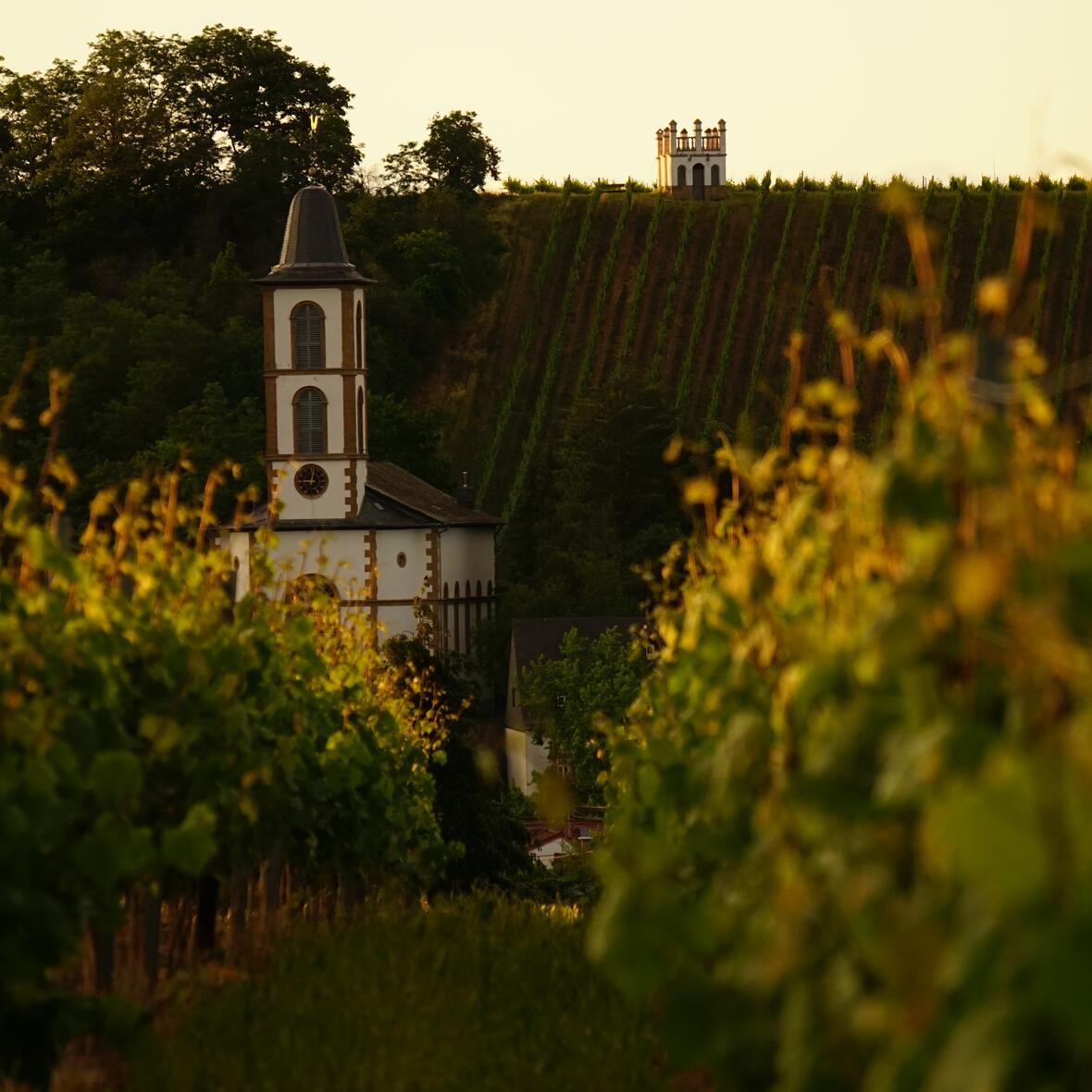 Eine Kirche ragt zwischen Reihen von Weinstöcken hervor.
